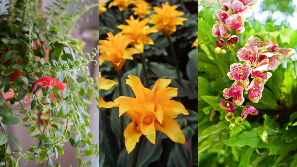 image-20-1024x576 Pretty Flowers: The Natural Wonders That Brighten Our World